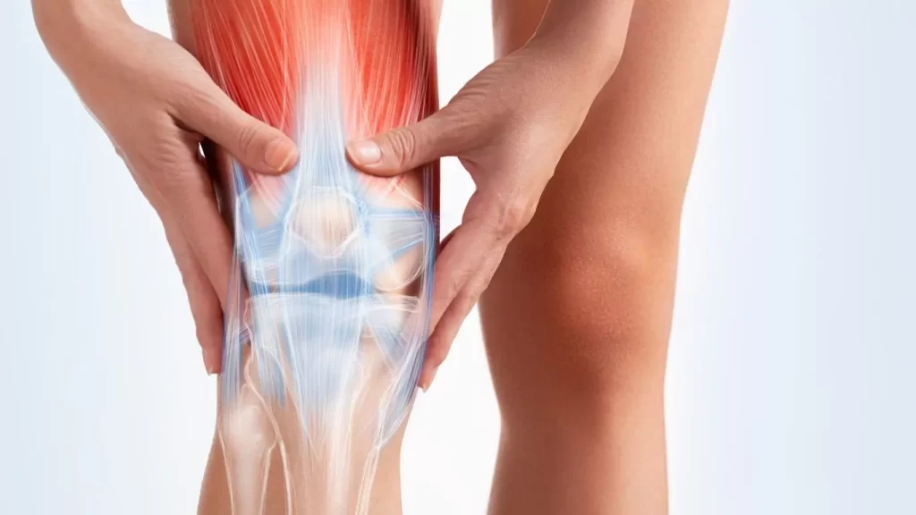 Knee Diagram Showing inside of knee