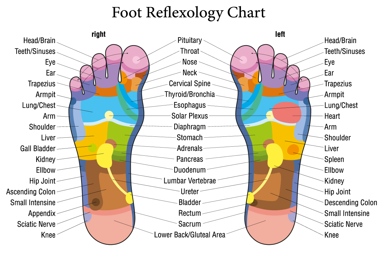 foot reflexology chart or foot zoning chart