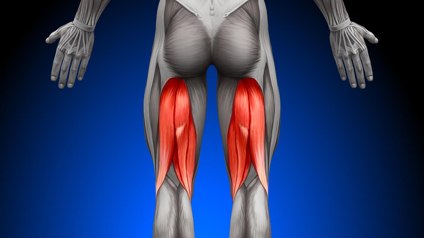 Illustrated diagram of the Semimembranosus muscle in the hamstring area.